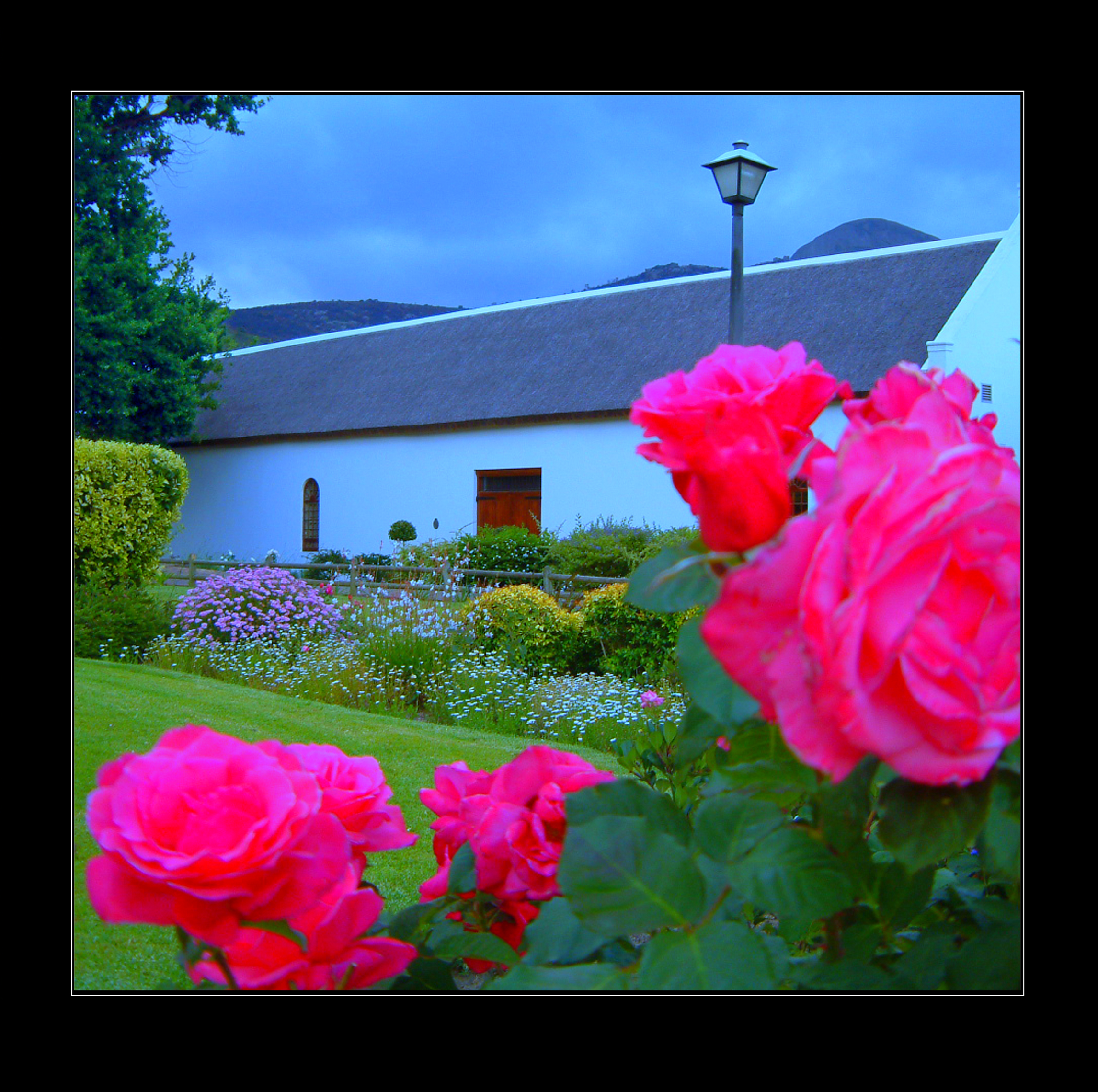 Wine Estate Roses